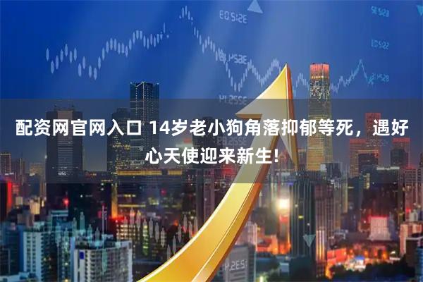 配资网官网入口 14岁老小狗角落抑郁等死，遇好心天使迎来新生!